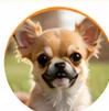 chihuahua giorno