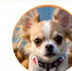 chihuahua vostri
