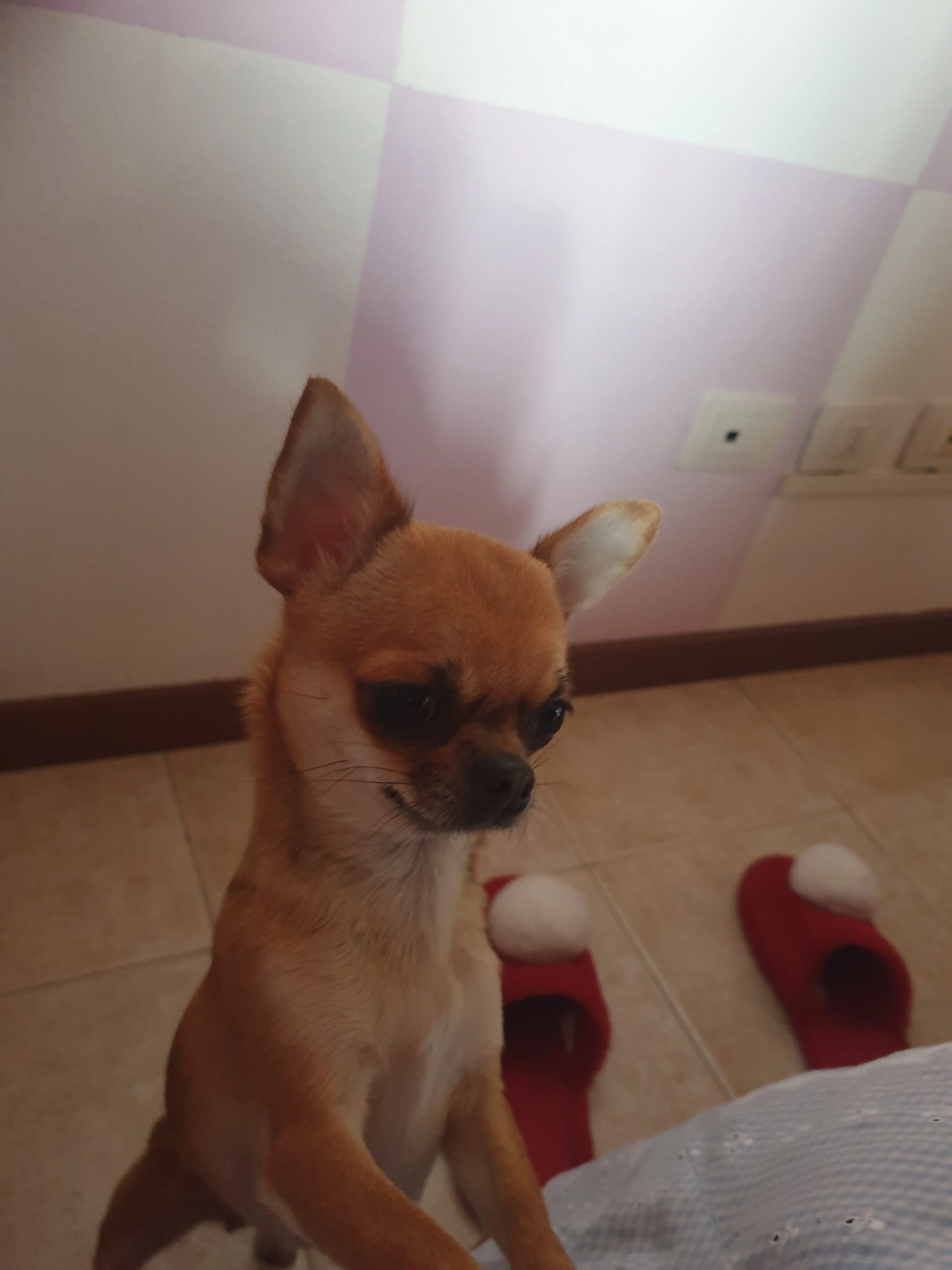 CLEO