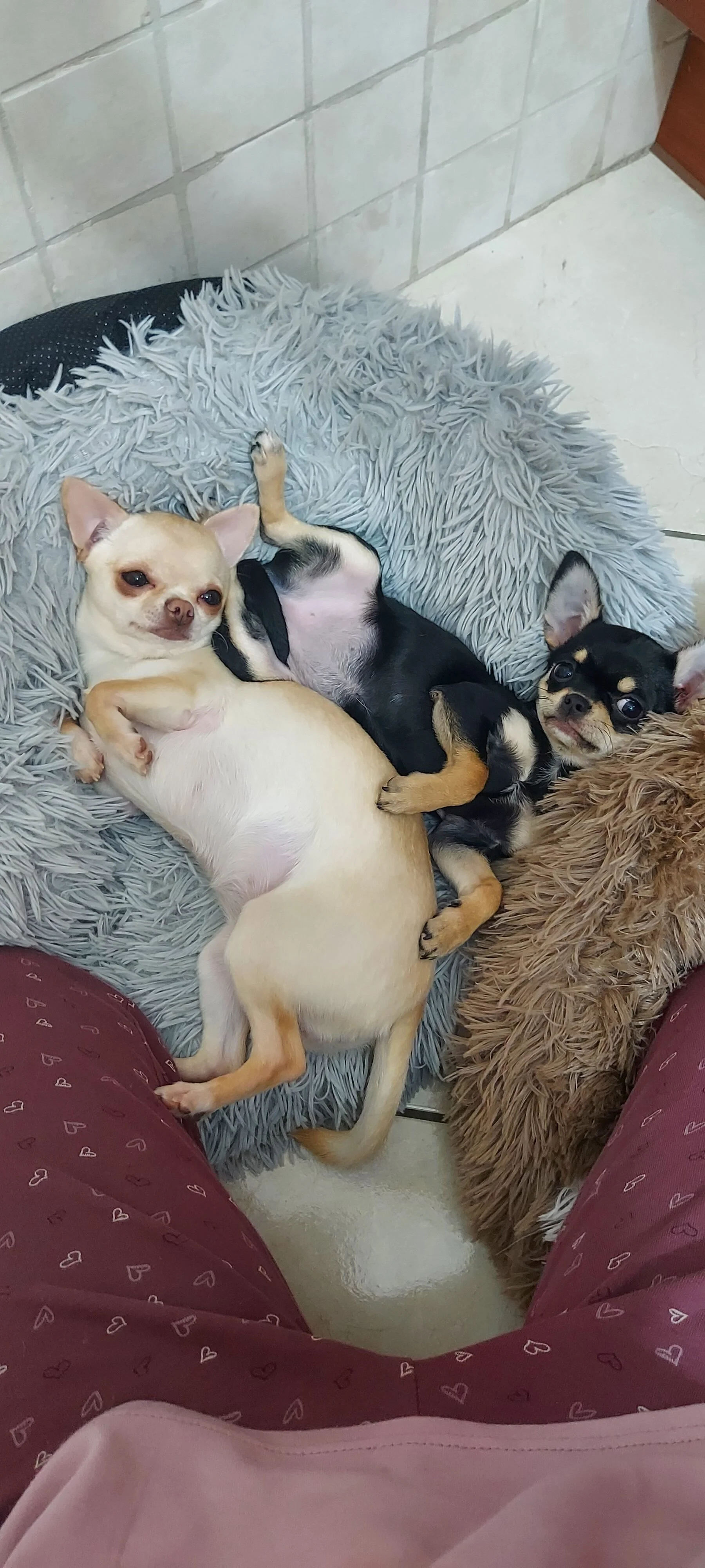 Zoe e zaara