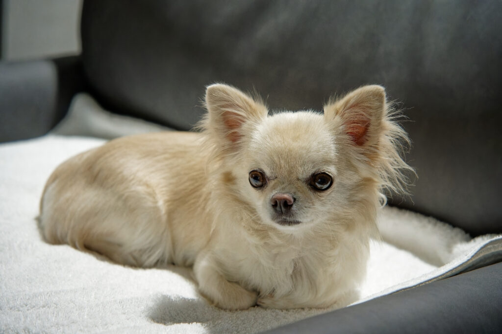 2205B96C 1BD0 4620 8ECA DAD2FC11405FDSC02671 Sony DxO