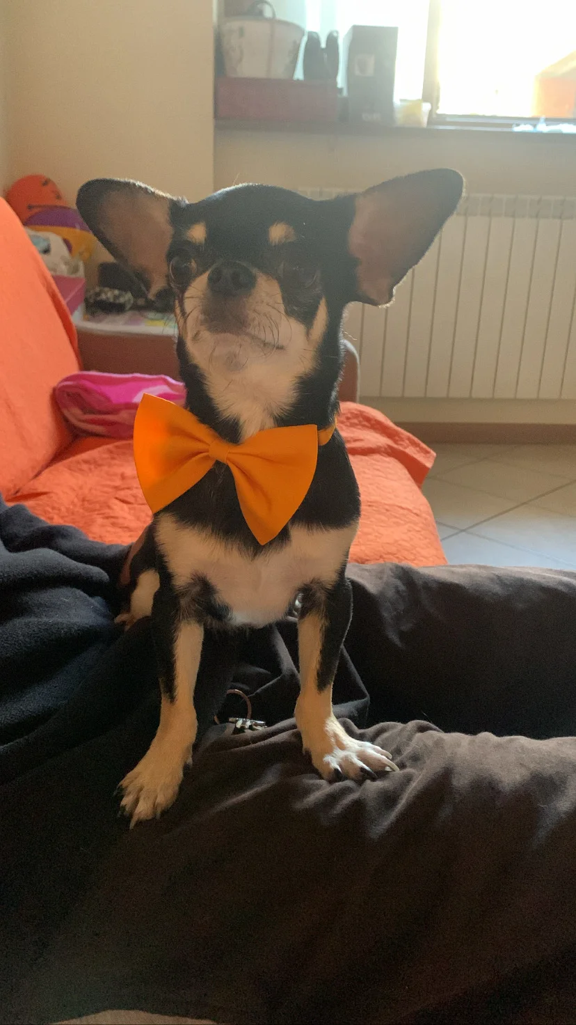 Loky