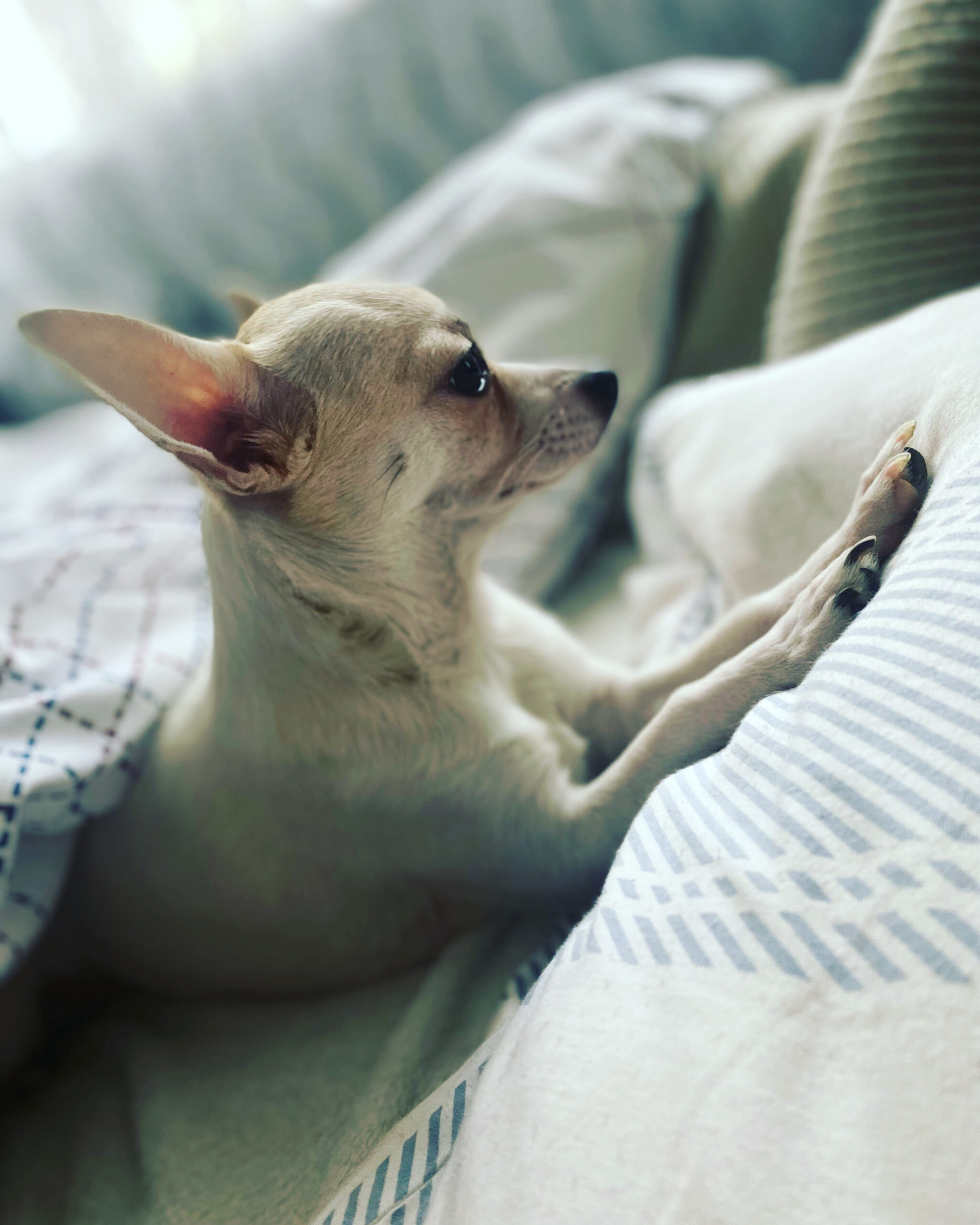 8655D8AE E788 40EB ADE1 B2C69DCD2714