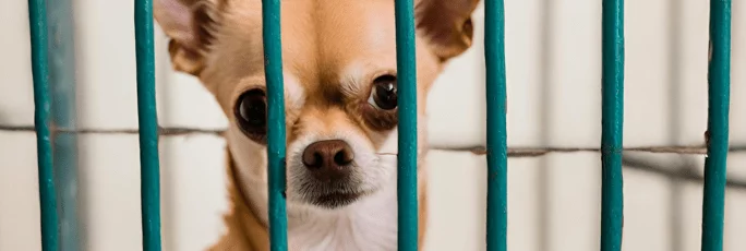 Where not to buy a chihuahua: lager breeders, pet stores and puppy fairs