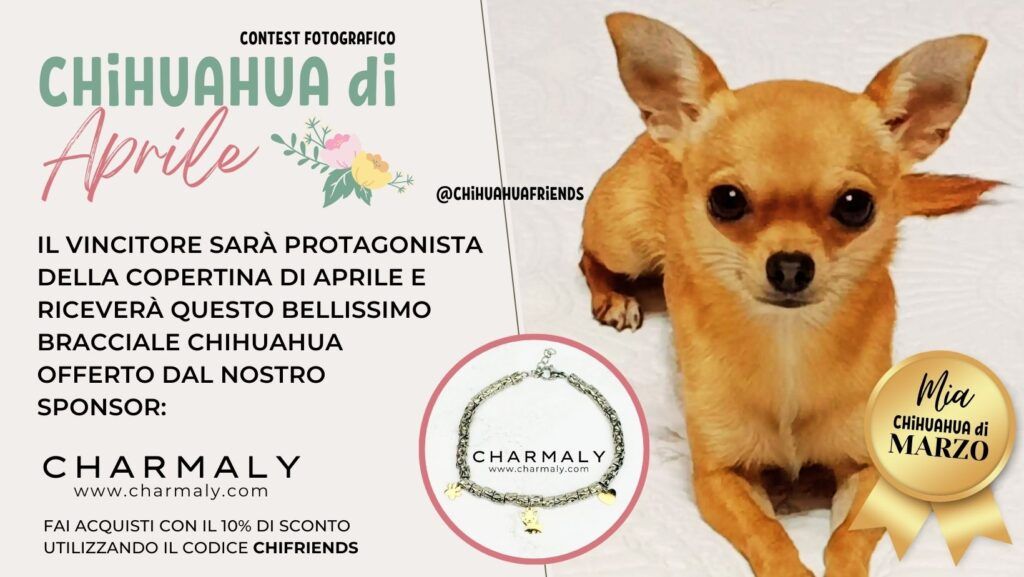 CHIHUAHUA di APRILE 2024
