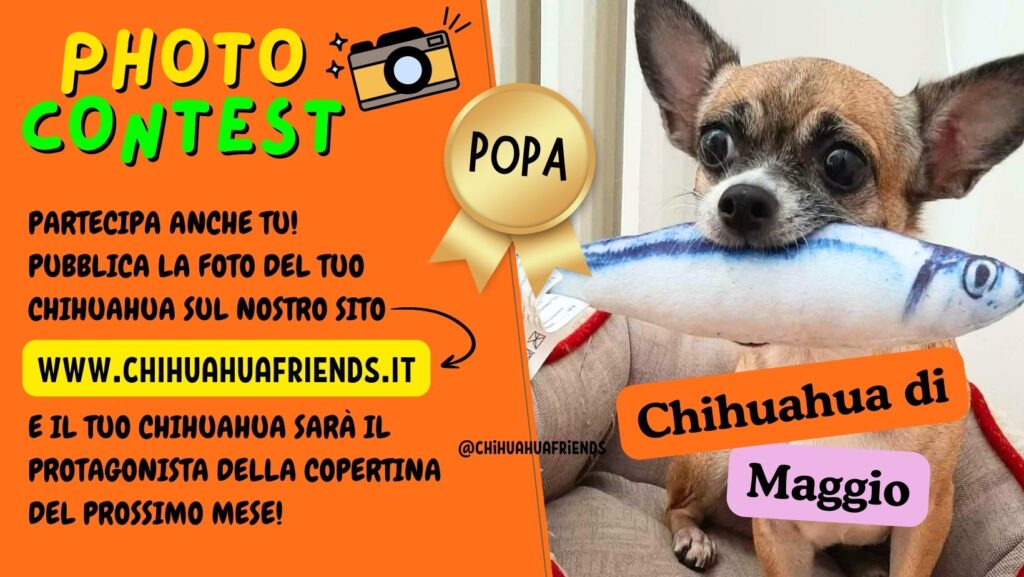 CHIHUAHUA di GIUGNO