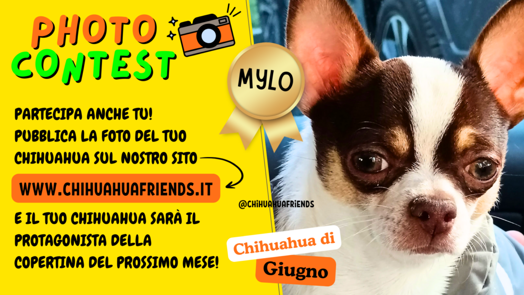CHIHUAHUA di GIUGNO