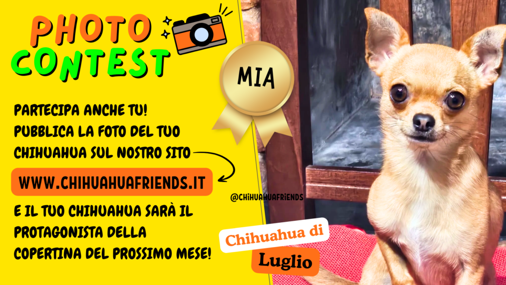CHIHUAHUA di LUGLIO 2024