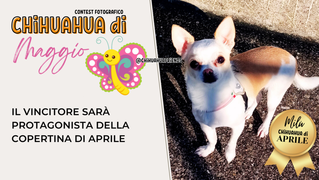 CHIHUAHUA di MAGGIO
