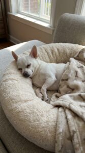 Chihuahua sleeping in dog bed fa0bf613aa 1