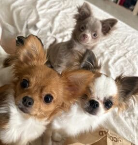 Stitch, lilo e jumba