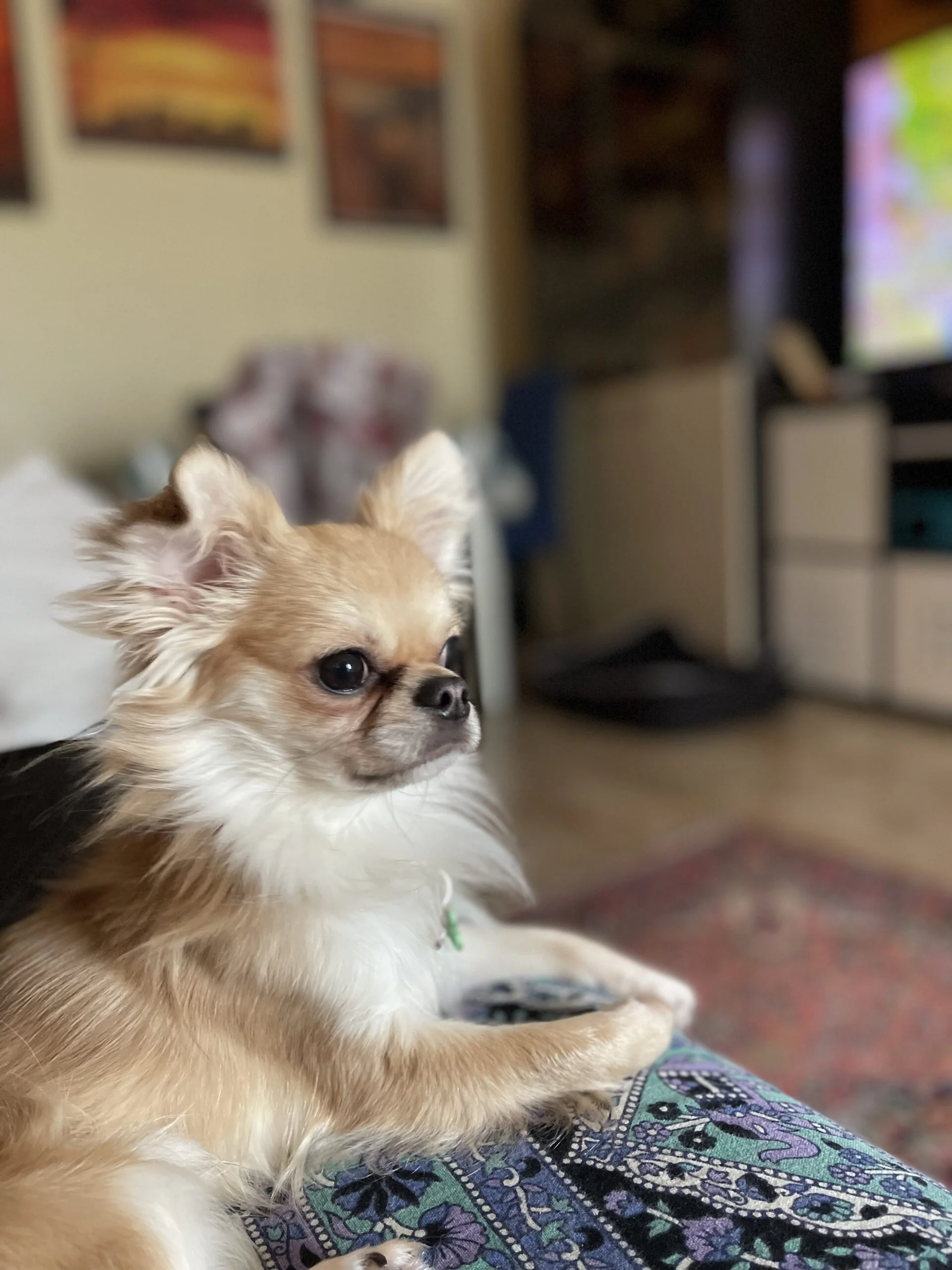 Nacho