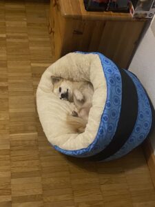 𝑪𝒉𝒊𝒍𝒊🐾