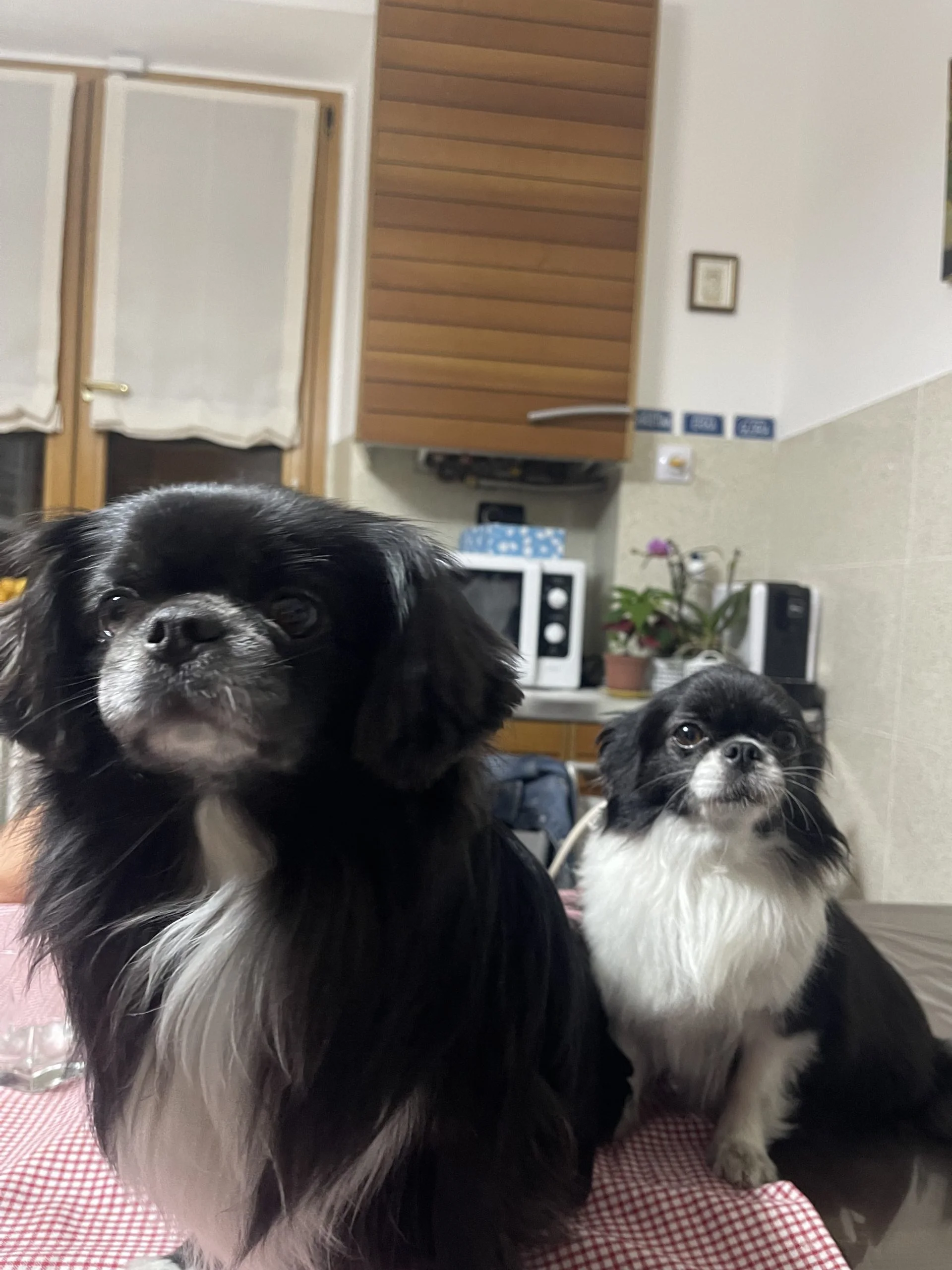 Denver e Olivia