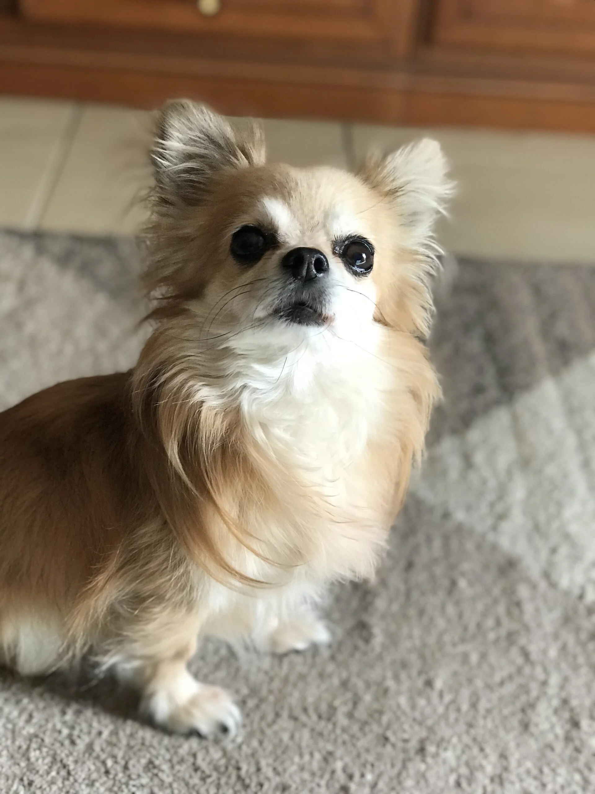 Filippo