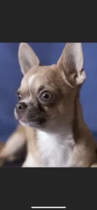 Mia