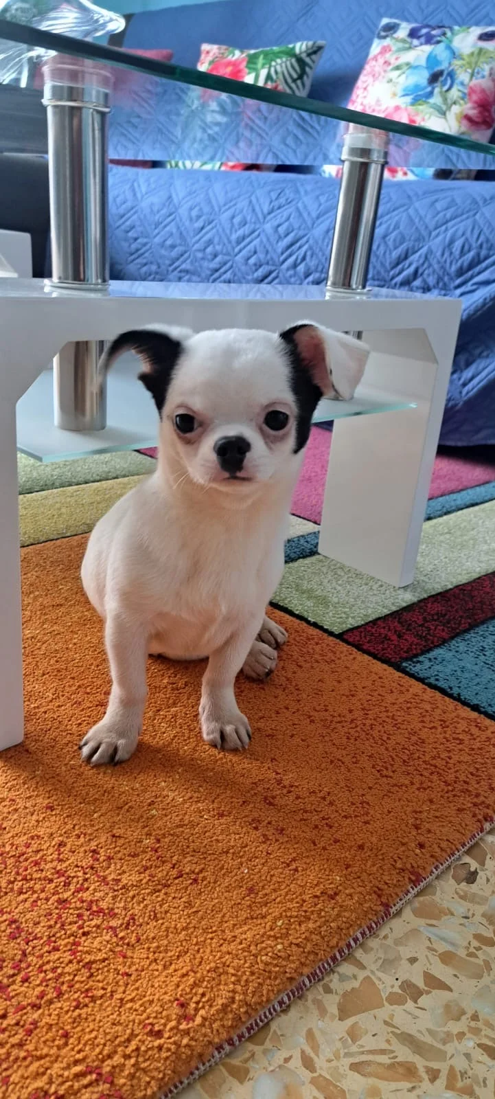 BOLT