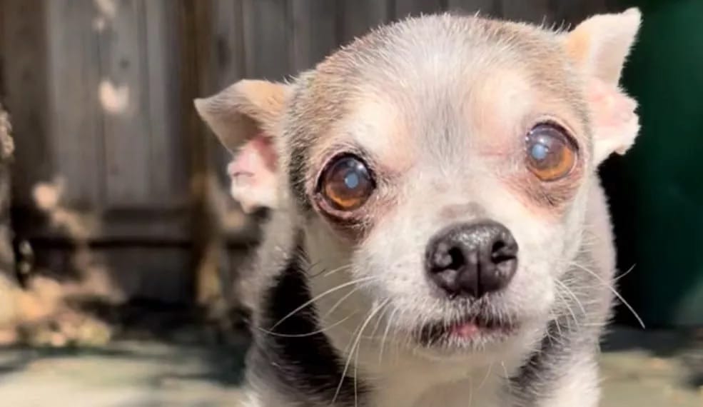 archie il chihuahua guaritore di anime la storia del piccolo eroe che ha cambiato 120 vite