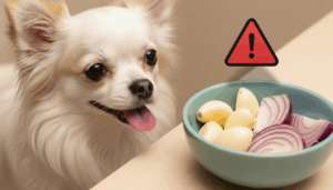 Attenzione Chihuahua! Aglio e Cipolla Sono Pericolosi per il Tuo Cane
