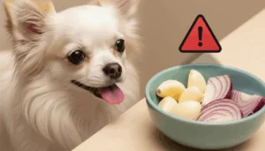 attenzione chihuahua aglio e cipolla sono pericolosi per il tuo cane