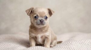 Blue Fawn Chihuahua: The Color That Changes as They Grow (What You MUST Know Before Choosing One)