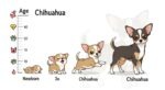 Calcola il peso del tuo Chihuahua: scopri quanto peserà da adulto