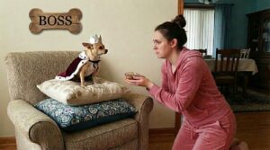 che tipo di genitore di chihuahua sei scoprilo ora