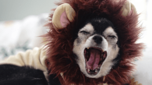 The character of the chihuahua