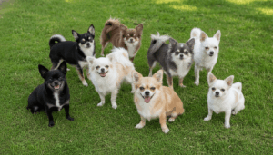 chihuahua coat colors the complete guide to chihuahua colors and genetic variations