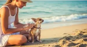 chihuahua crema solare