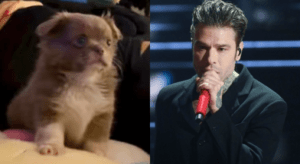 fedez presenta maurizio il chihuahua che sta facendo impazzire i fan e il fratello di silvio