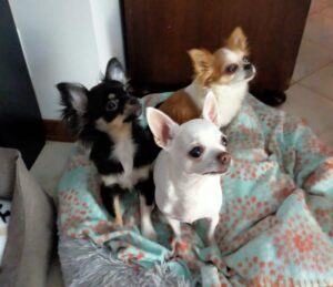 Chanel, Anna e Isabel