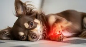 il dolore nei piccoli animali come riconoscerlo