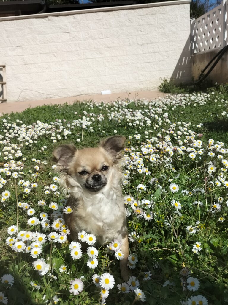 inbound1290490283196557612