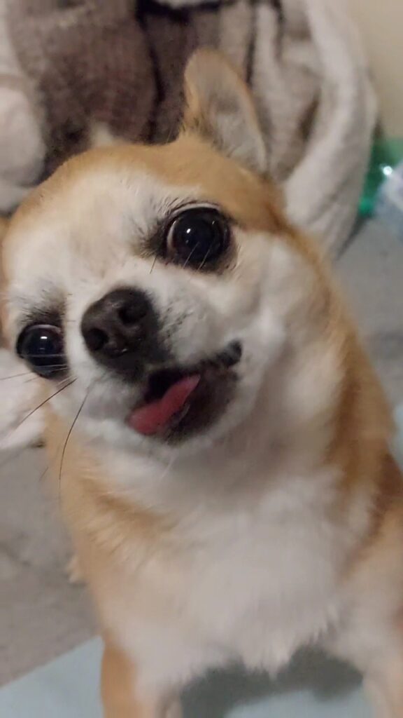 inbound1887378058054718180