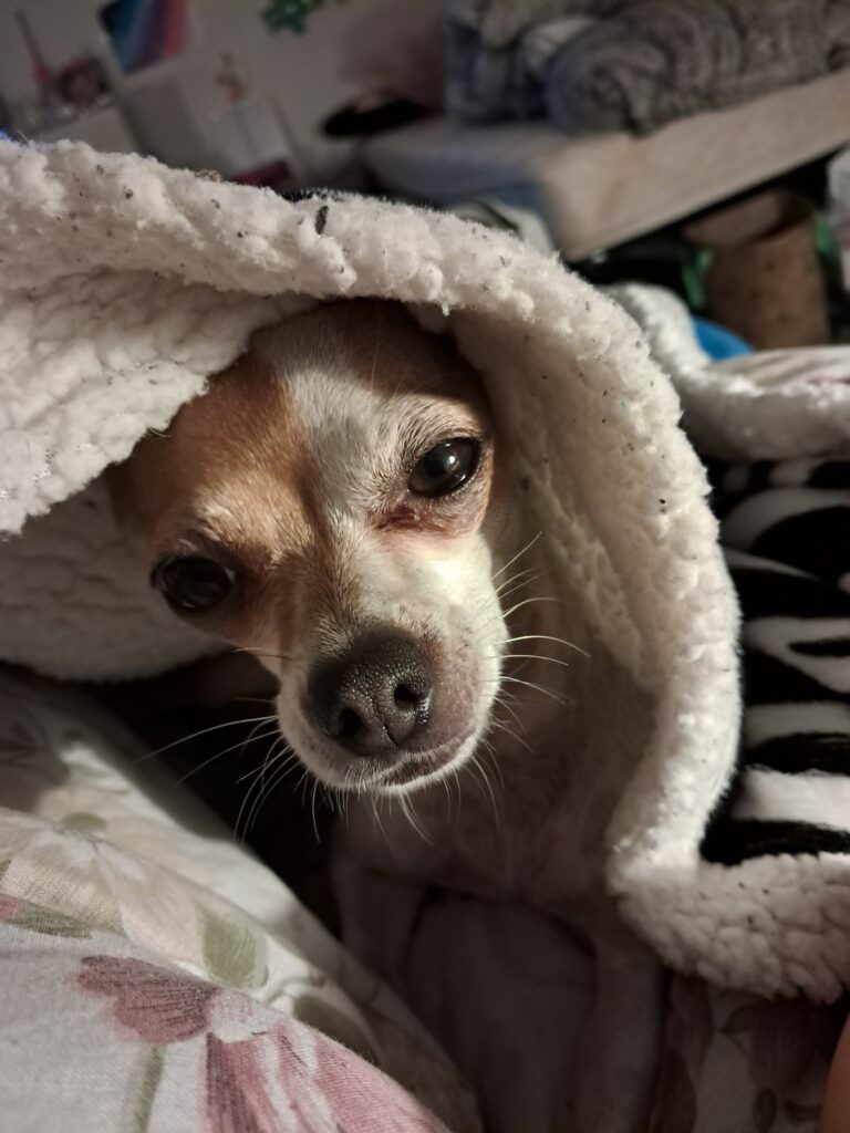 inbound2334720483005131469