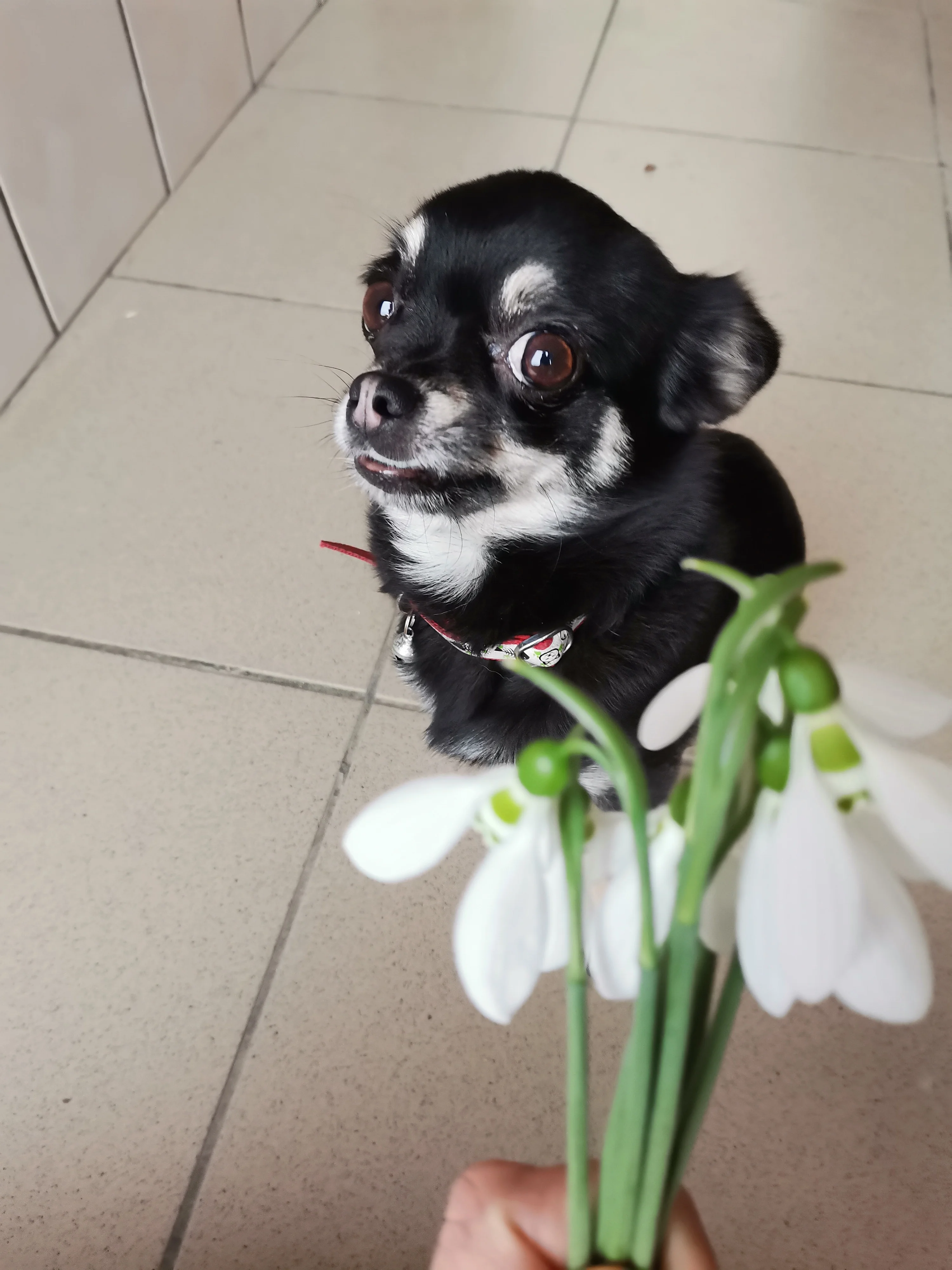 Bella
