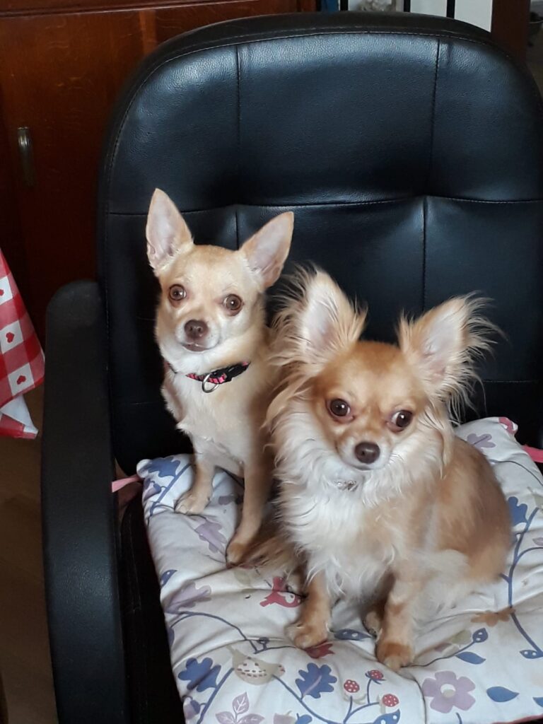 inbound2387530083320715049