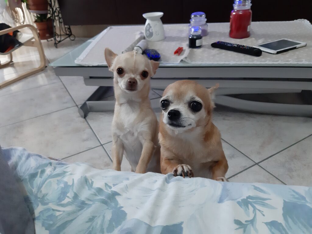 inbound2468512223790662337