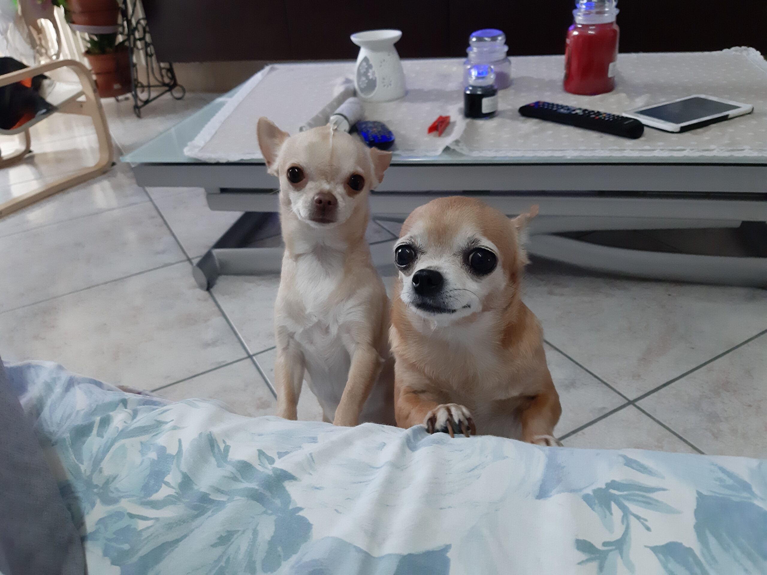 inbound2468512223790662337