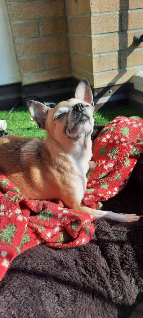 inbound2516890354723645274