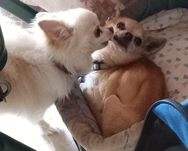 inbound2734413849367299133