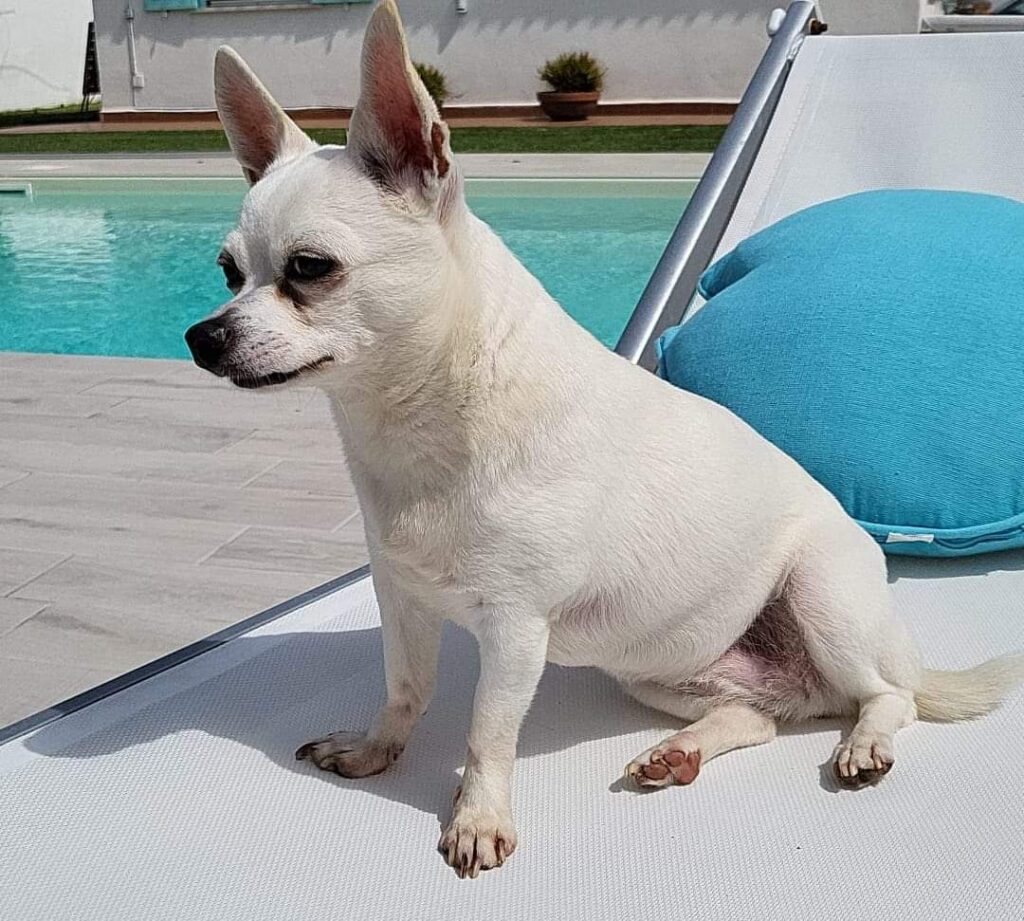 inbound3183730070347587212