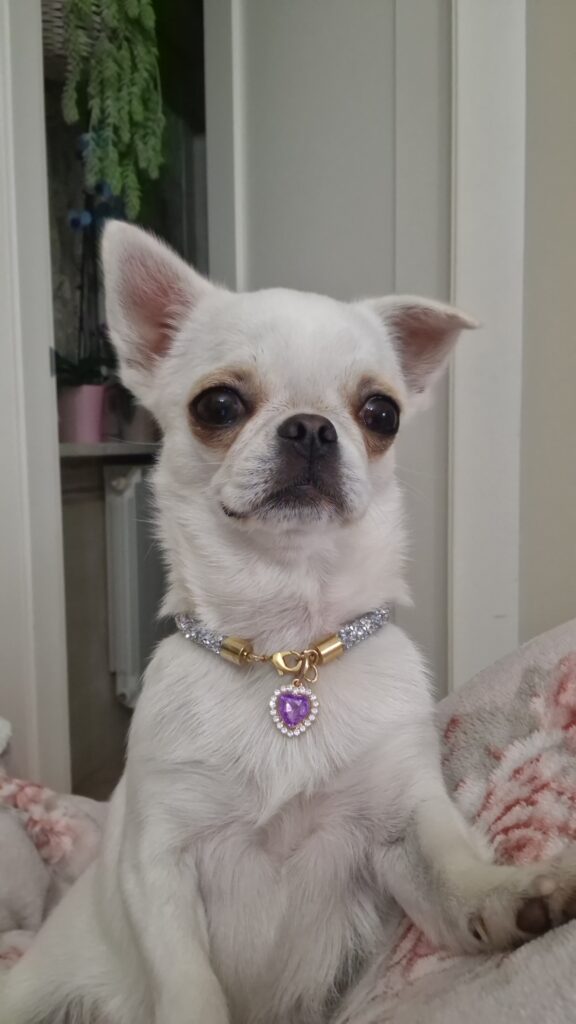 inbound3212115847947498139