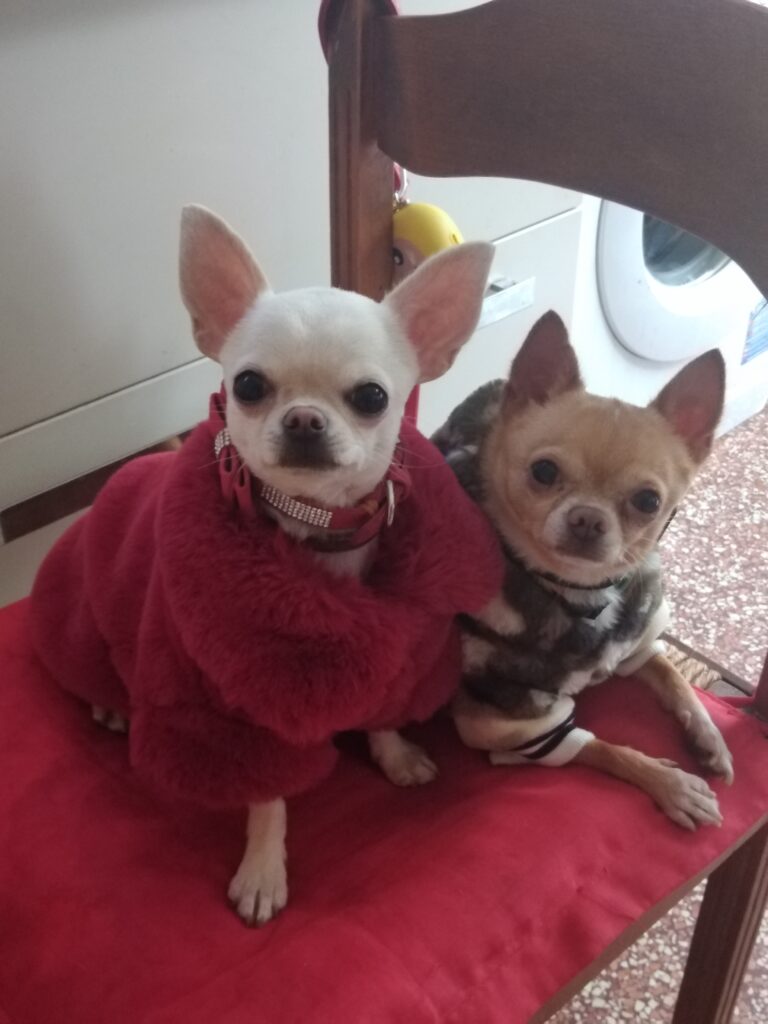 inbound3287455524086484542