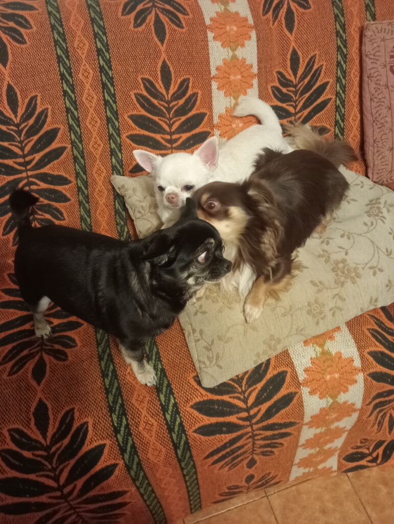 inbound3302340787308527648