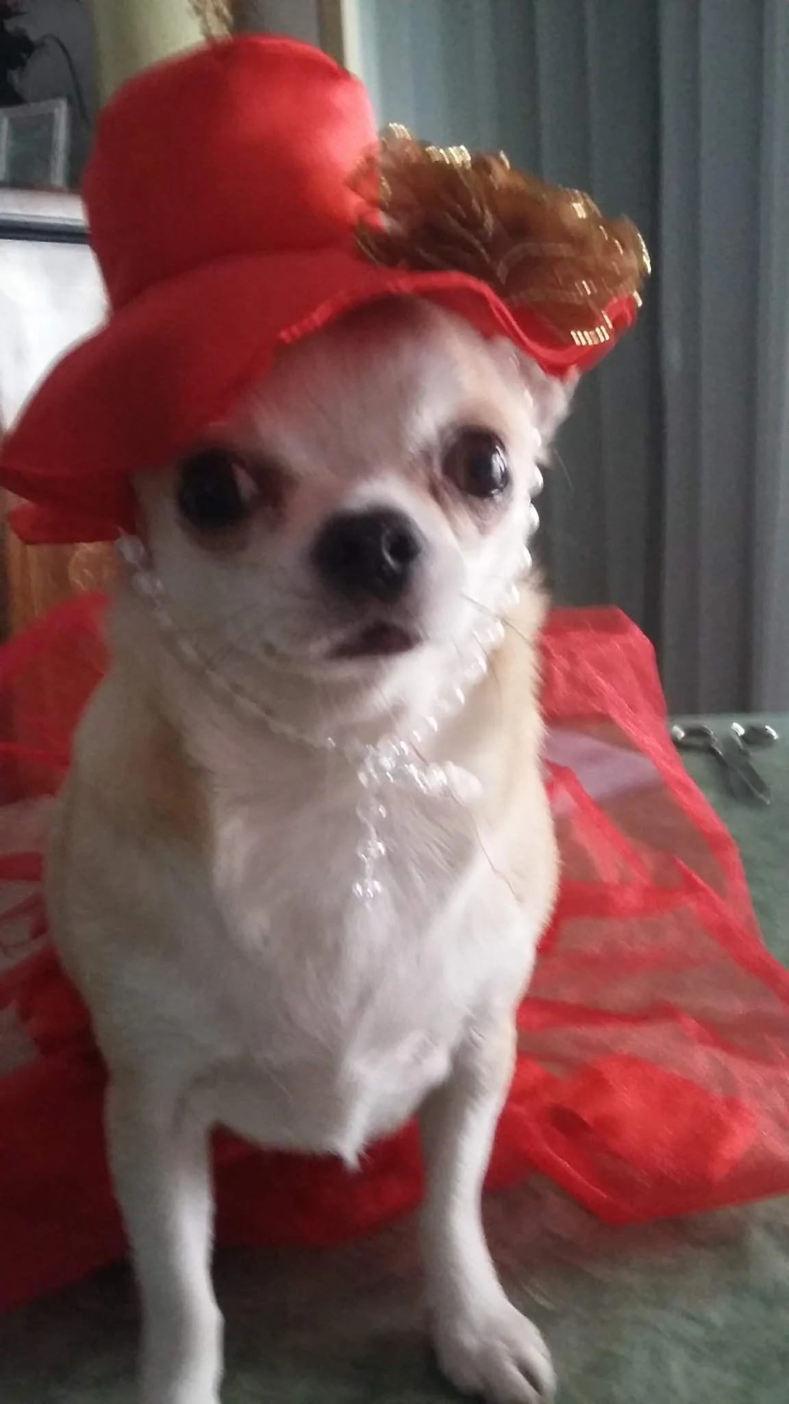 Stella