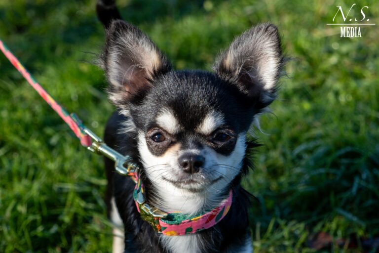 inbound4132805989730781187