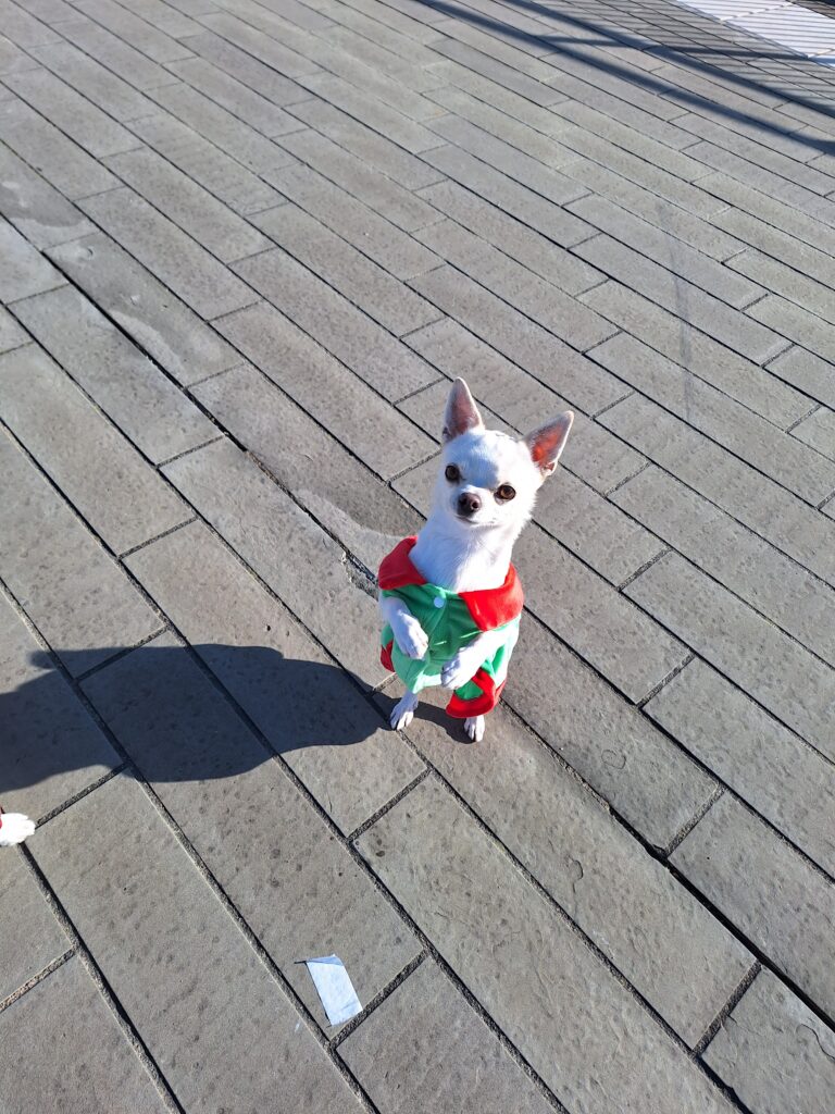 inbound4240295123295867696