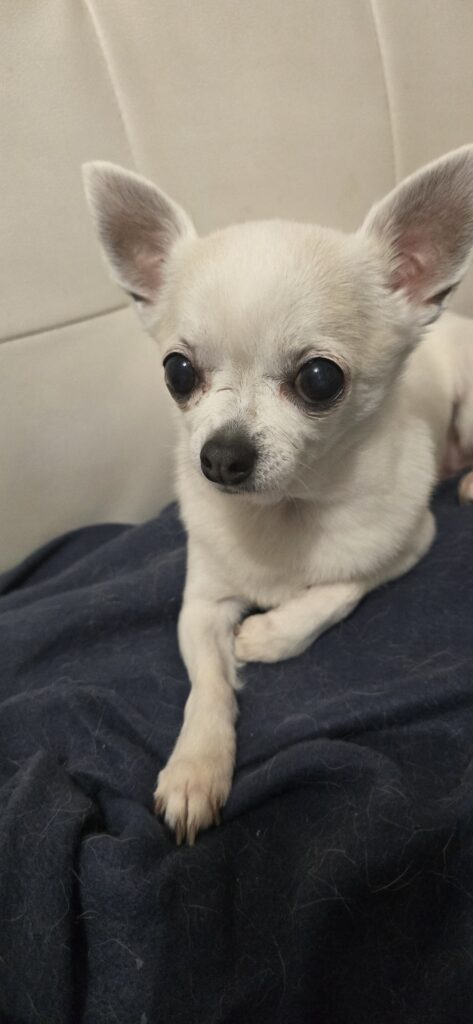 inbound4328248076995569987